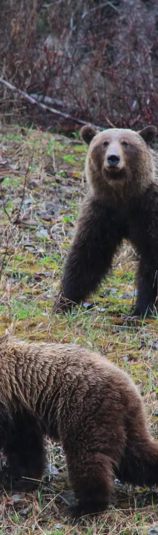 Das absolute Highlight jeder Kanadareise!